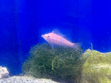 Longnose Hawkfish