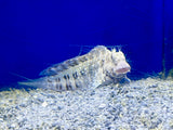 Algae Blenny
