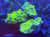 Lucky Charms Montipora Coral