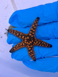 Marble Reef Fromia Starfish
