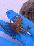 Sponge Decorator Crab