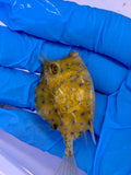 Blue Spot Cowfish