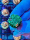 Grafted Cyphastrea