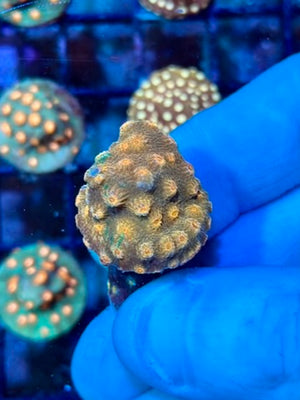 Grafted Cyphastrea