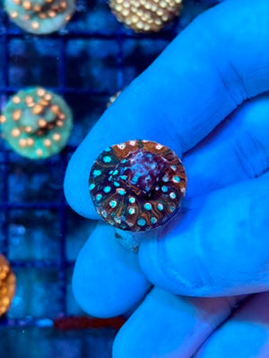 Multicolor Cyphastrea