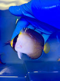Singapore Angelfish
