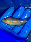Melanurus Wrasse, SSC