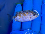 Yellow Blotch Rabbitfish SSC