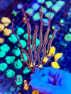 Knobby Gorgonian