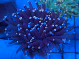 Blue Tip Blue Torch Coral