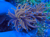 Grade A Blue Tip Gold Torch Coral