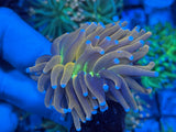 Tiger Torch Coral