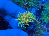 Hellfire Gold Torch Coral