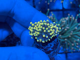 Peach Tip Green Torch Coral
