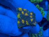 Yellow Eye Green Chalice Coral