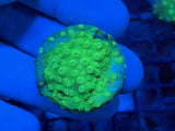 Sour Apple Cyphastrea Coral