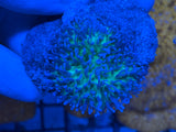Blue Tip Toadstool Leather Coral