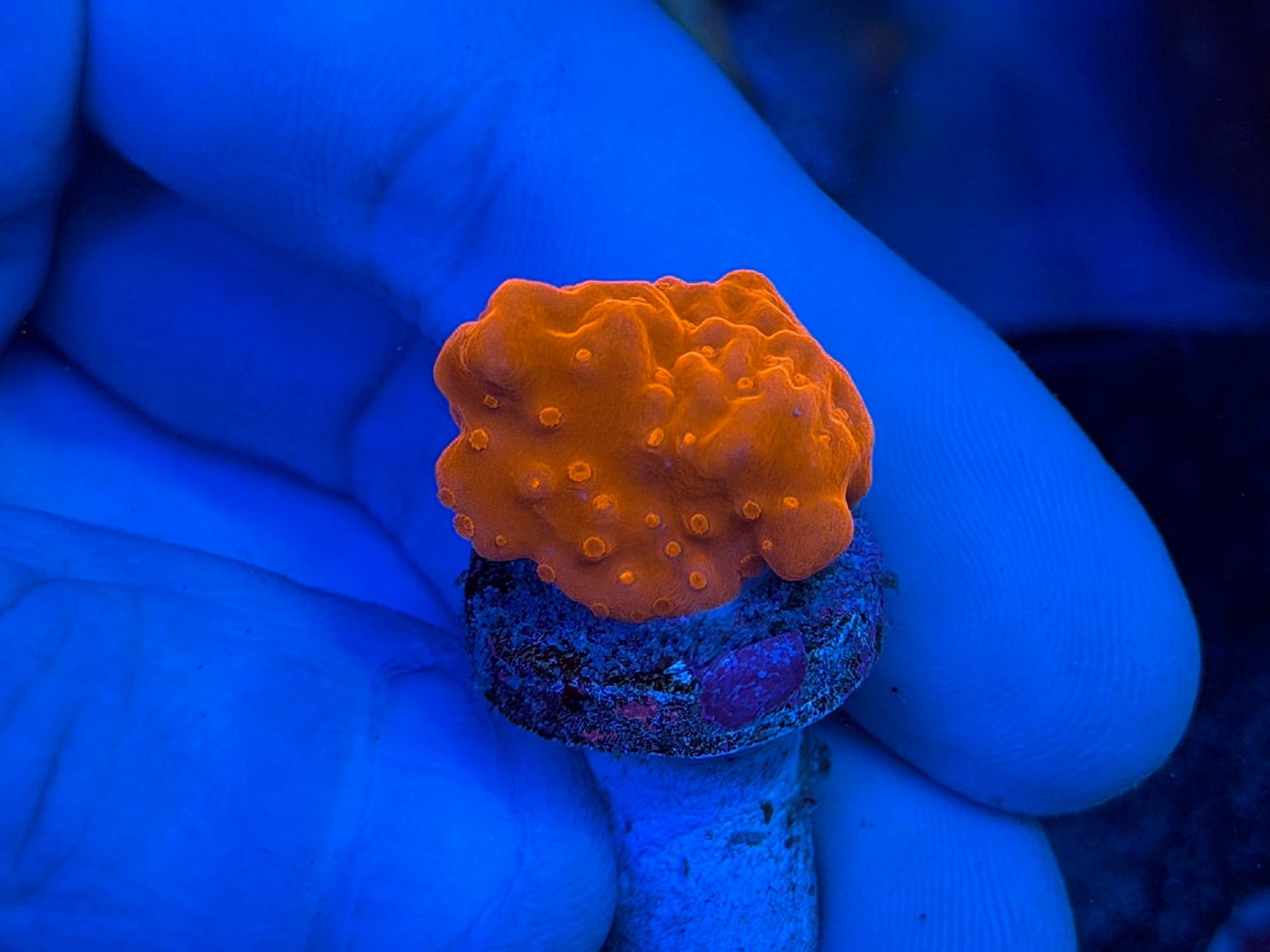 Red Montipora Setosa Coral – Summit City Coral