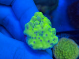 Lucky Charms Montipora Coral