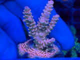 RR Lady in Pink Acropora Coral