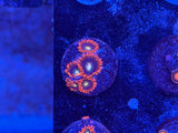 Wildfire Zoa Coral Frag