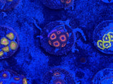 Red Bull Zoa Coral Frag