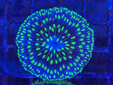 Green Tip Blue Plate Coral