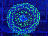 Green Tentacle Purple Plate Coral