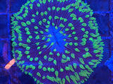 Green Tip Blue Plate Coral