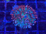 Red St. Thomas Mushroom Coral