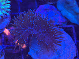 Blue Tip Toadstool Leather Coral