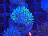 Blue Tip Toadstool Leather Coral