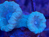 Green Candy Cane Coral