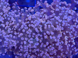 Pink Tip Frogspawn Coral