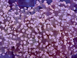 Pink Frogspawn Coral
