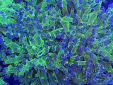 Blue Tip Green Frogspawn Coral