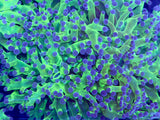 Blue Tip Green Frogspawn Coral