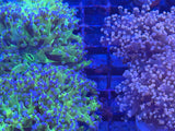 Pink Frogspawn Coral