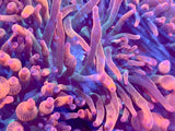 Rainbow Bubble Tip Anemone