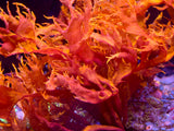 Dragon's Breath Halymenia Macro Algae