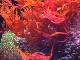 Dragon's Breath Halymenia Macro Algae