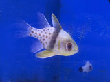 Pajama Cardinalfish