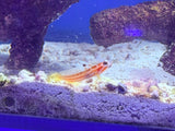 Yasha Shrimp Goby