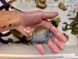 Short-Tail Bristletooth Tang