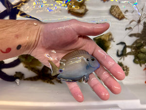 Atlantic Blue Tang (Blue Phase)