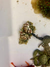 Porcelain Anemone Crab