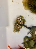 Porcelain Anemone Crab
