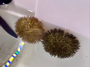 Pincushion Urchin