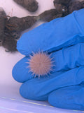 Pink Pincushion Urchin