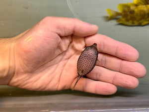 Blue Boxfish